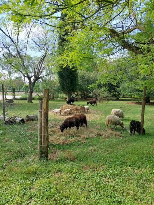 Maison De Famille Avec Parc Arbore Montauban Exteriör bild